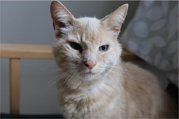 Hospice cat supporting patients at the end of life